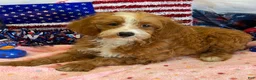 Labradoodle dogs for sale: Casanova - Ad 3