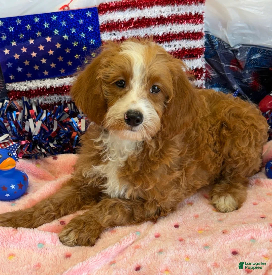 Labradoodle dogs for sale: Casanova - Ad 3