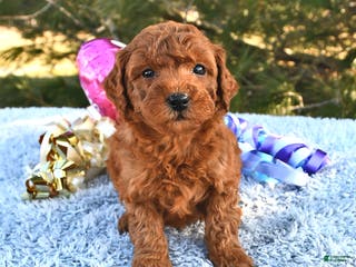 Mini Goldendoodle dogs Chloe - Ad 18