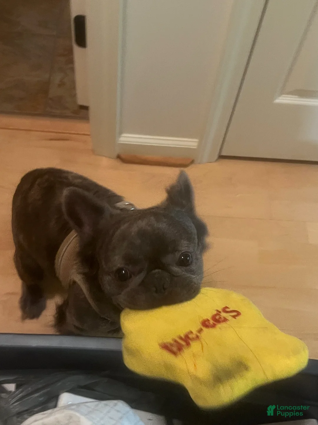 French Bulldog dogs for sale: French Bulldog  - Ad 5