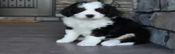 Mini Bernedoodle dogs for sale: Jazzie - Ad 4