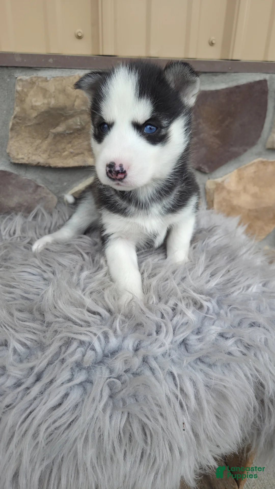 Siberian Husky dogs for sale: Emerson  - Ad 1