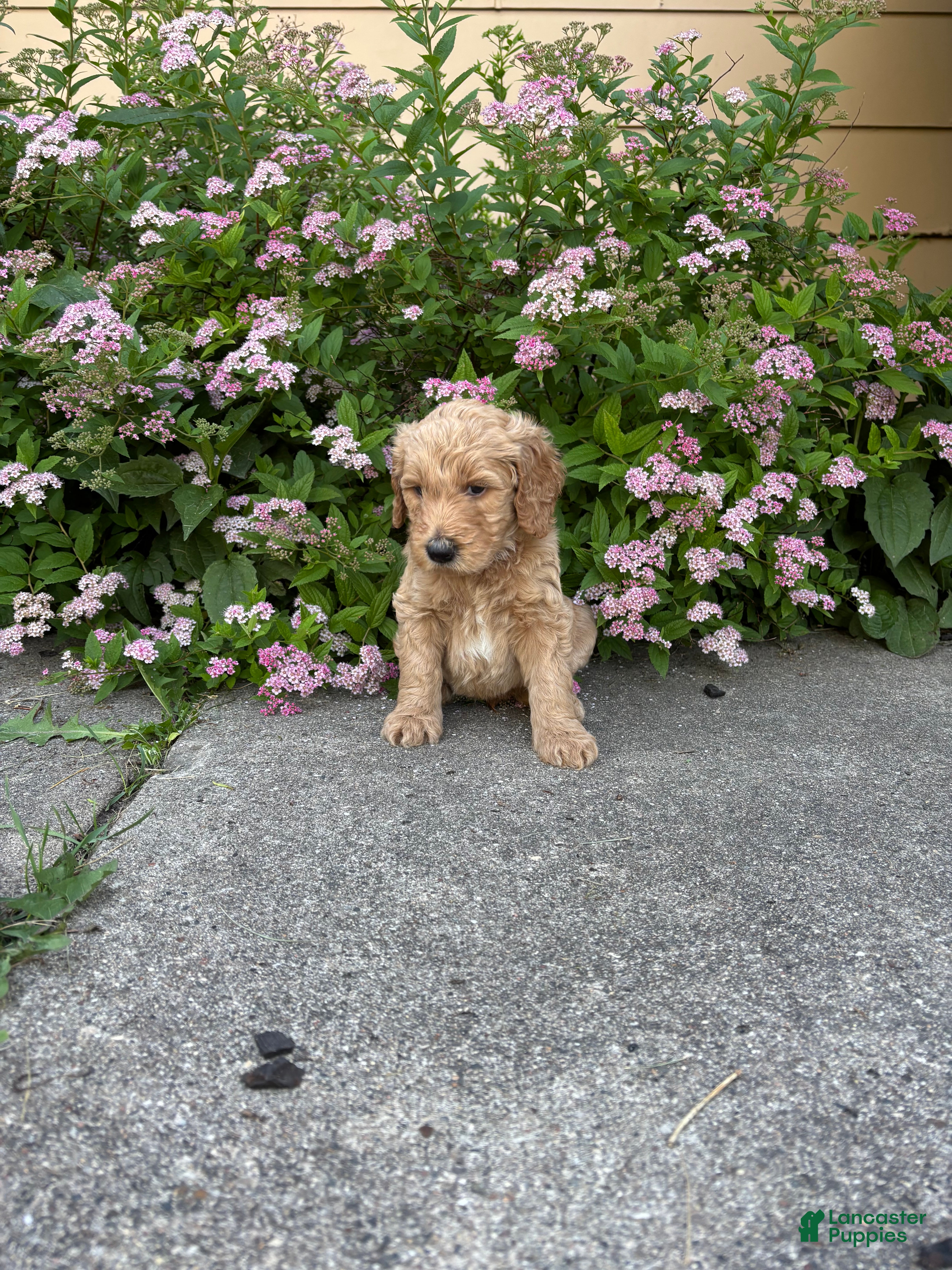 Goldendoodle dogs White- Goldendoodle Puppy 4 - Ad 21