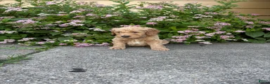 White- Goldendoodle Puppy 4
