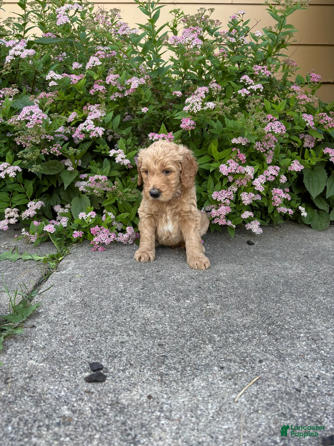 Goldendoodle dogs for sale: White- Goldendoodle Puppy 4 - Ad 1