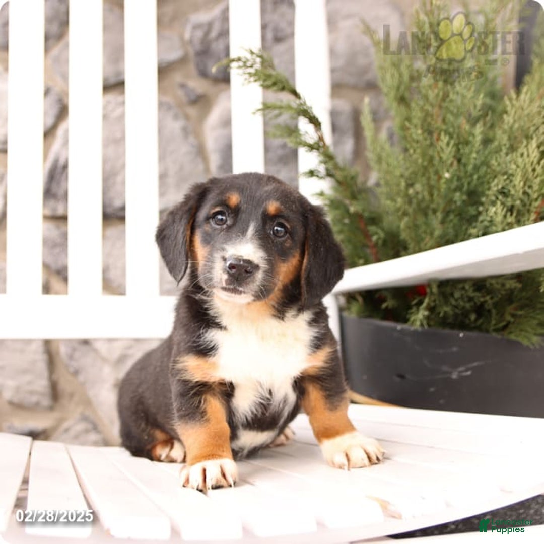 Gallery Image {{count}}