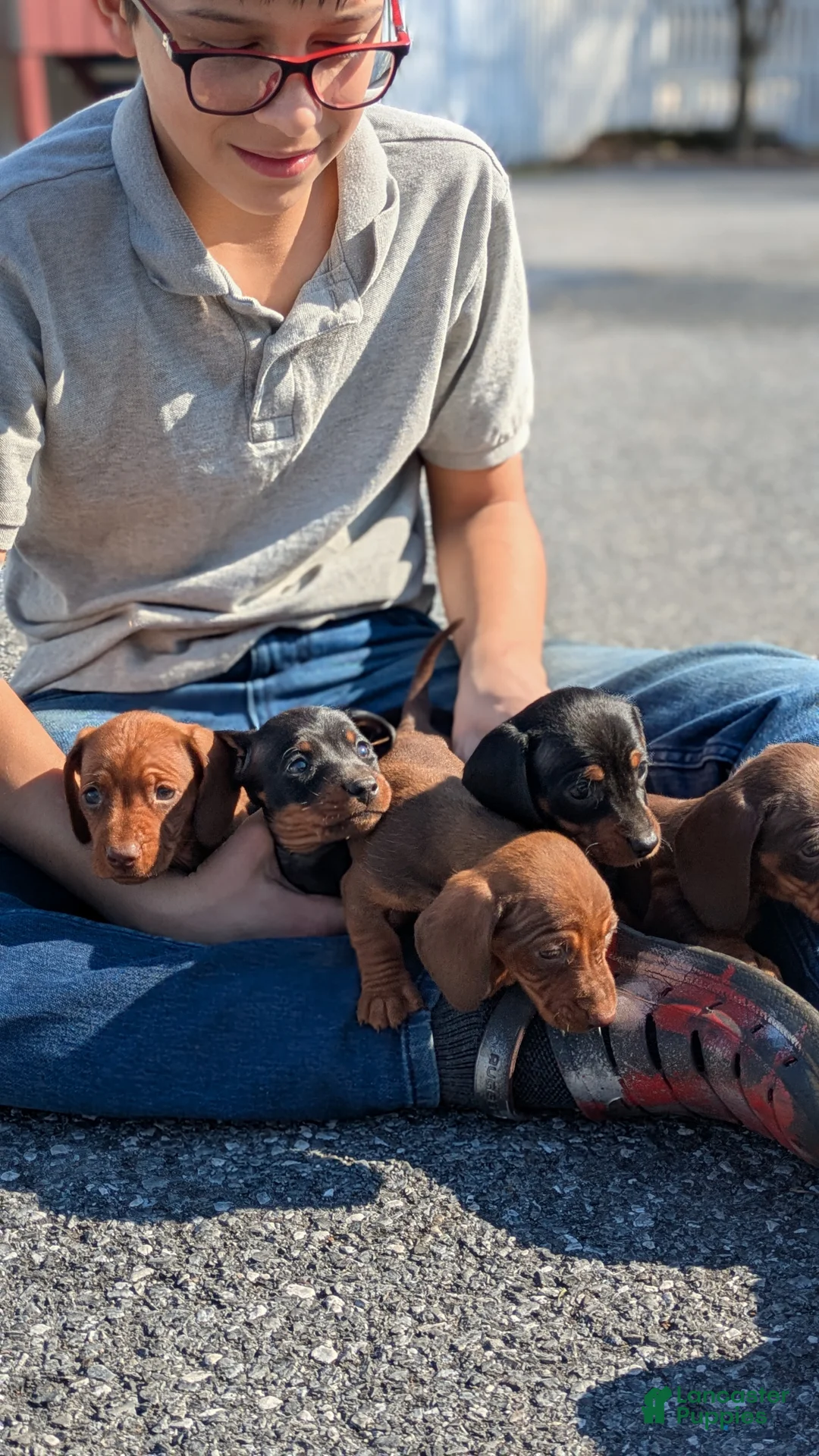 Miniature Dachshund dogs for sale: Connie - Ad 4