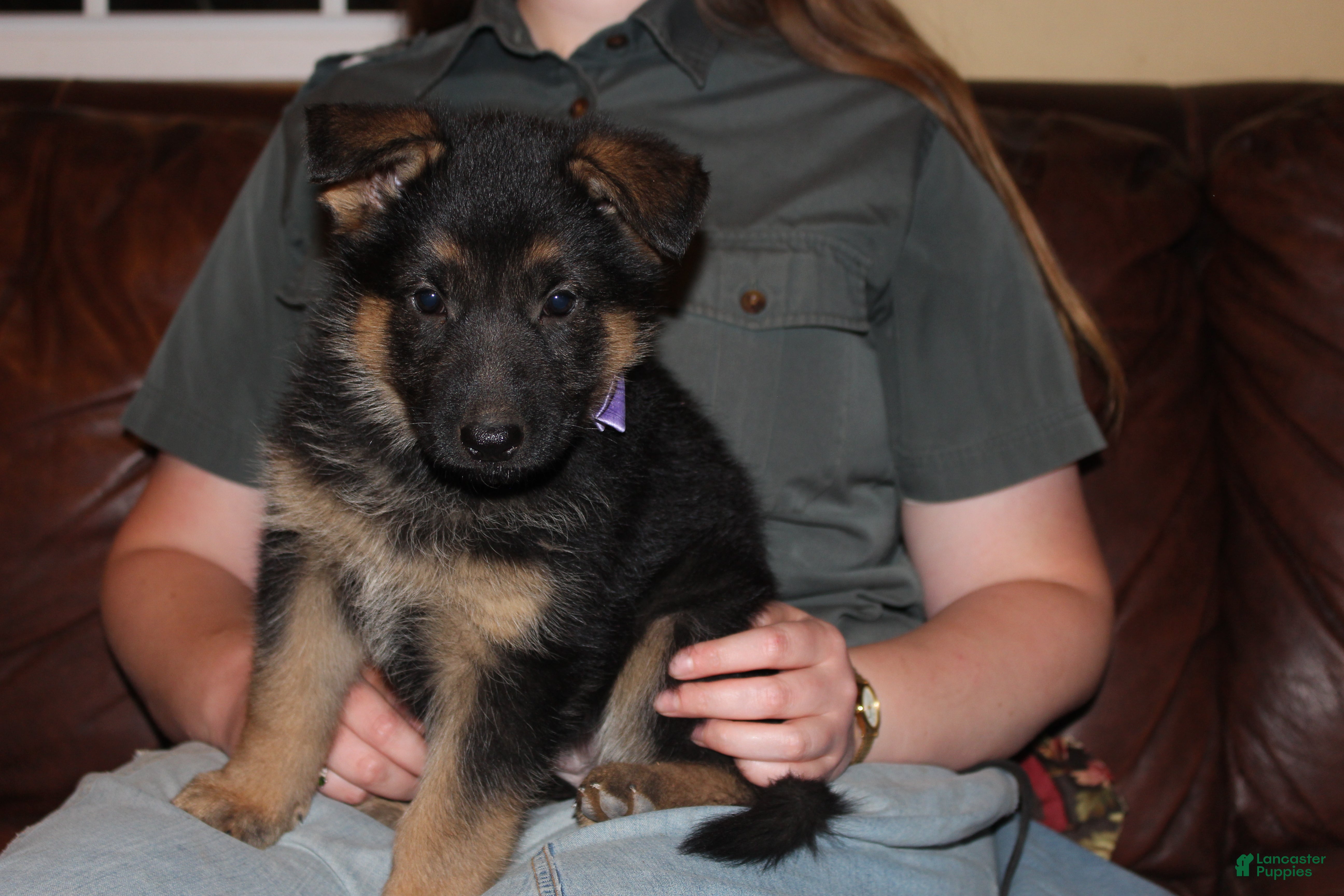 Chloe, German Shepherd