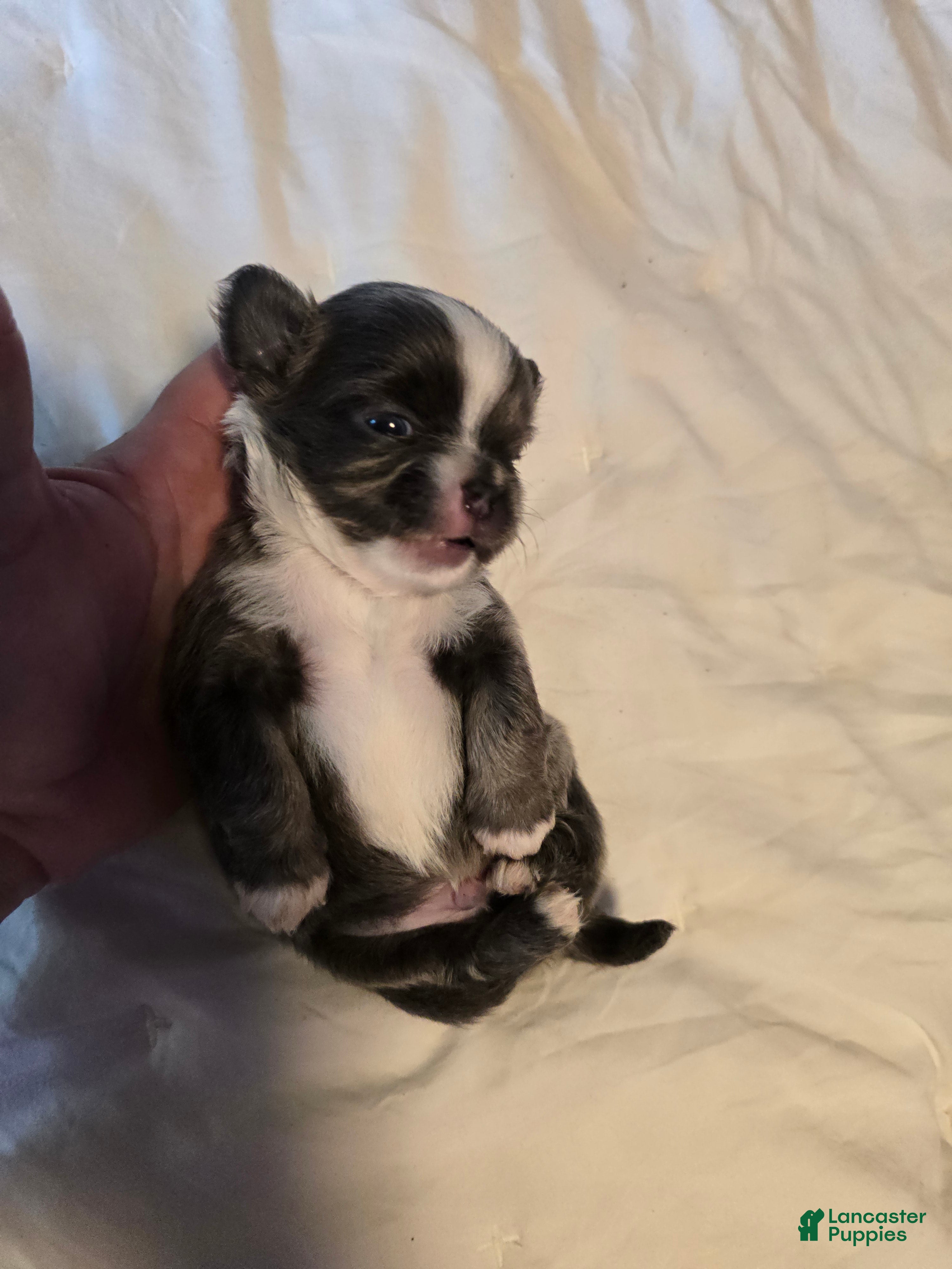 Chihuahua dogs Jazzy - Ad 33