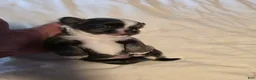 Chihuahua dogs for sale: Jazzy - Ad 1
