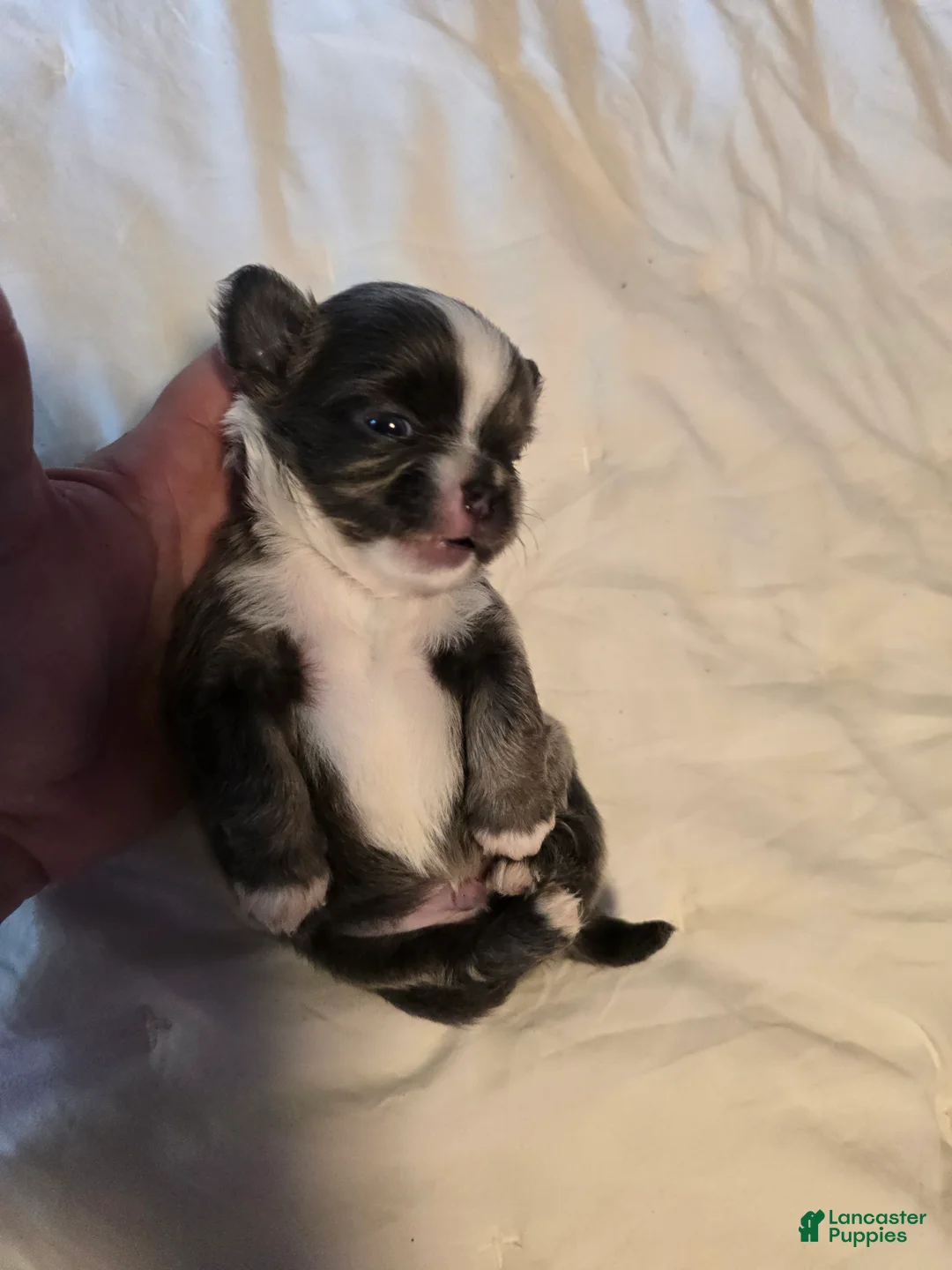 Chihuahua dogs for sale: Jazzy - Ad 1