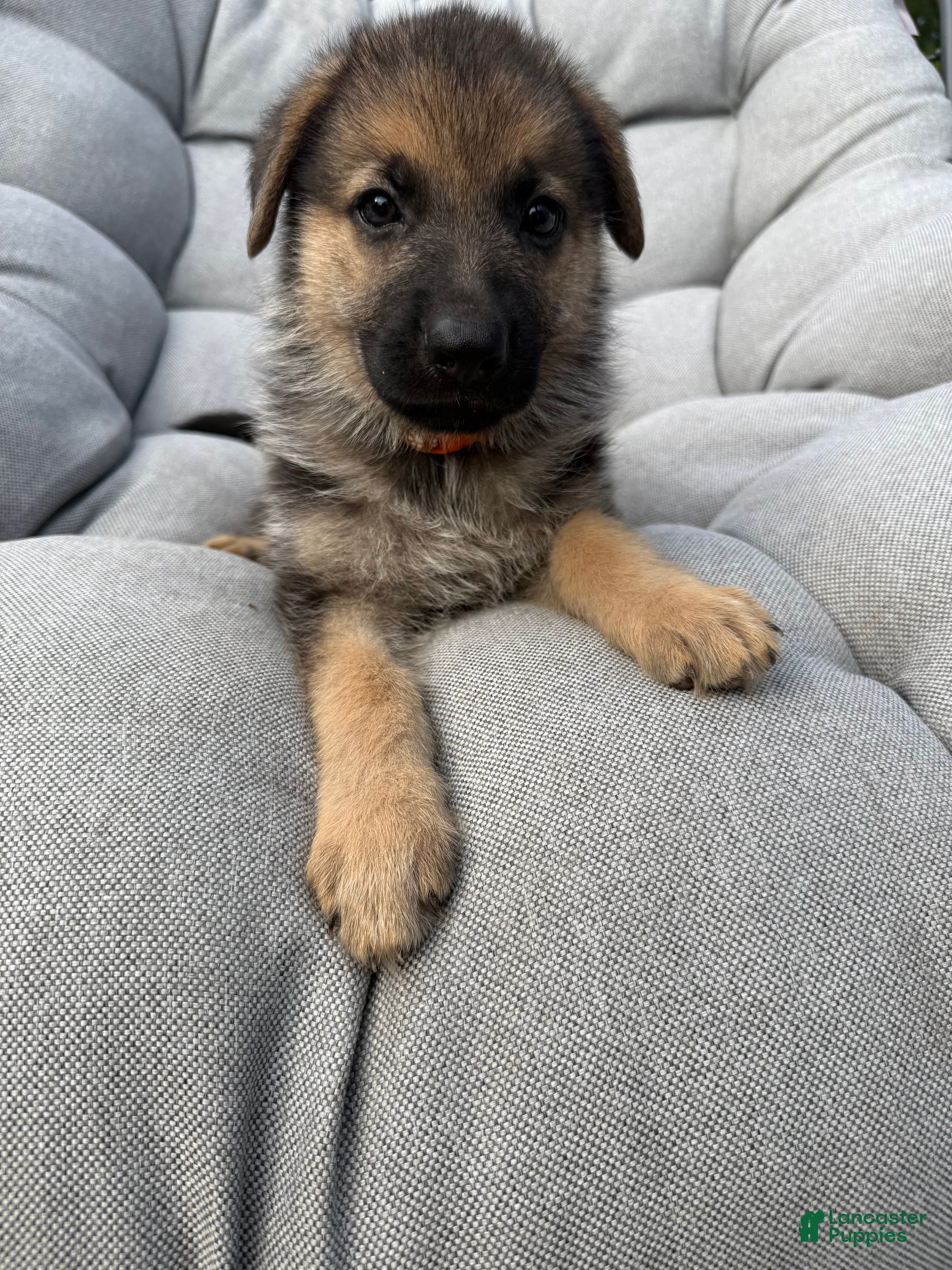 German Shepherd dogs Maddox - Ad 35