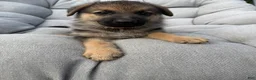 German Shepherd dogs for sale: Maddox - Ad 1