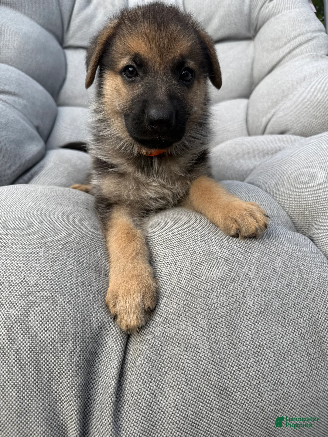 German Shepherd dogs for sale: Maddox - Ad 1