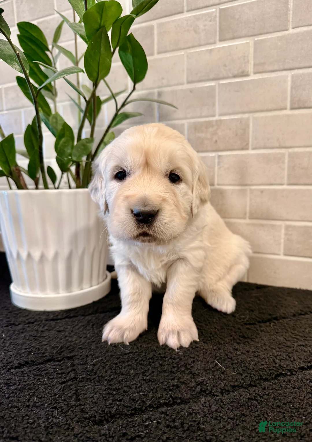 Golden Retriever dogs for sale: Luna - Ad 1