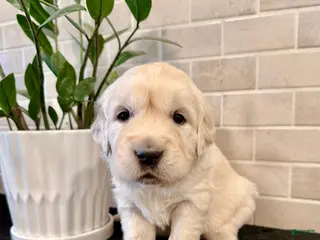 Golden Retriever dogs for sale: Luna - Ad 2