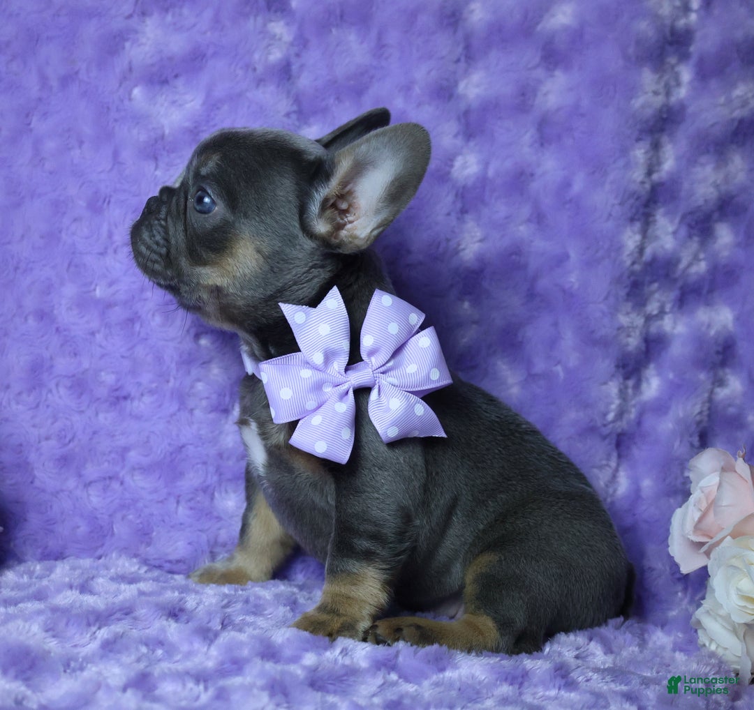 French Bulldog dogs for sale: French Bulldog AKC Health Tested Parents 3 - Ad 2