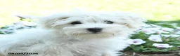 Maltese dogs for sale: Fritz - Ad 3