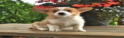 Welsh Corgi Pembroke dogs for sale: Anna - Ad 3