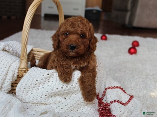 Cavapoochon dogs Milo - Ad 1