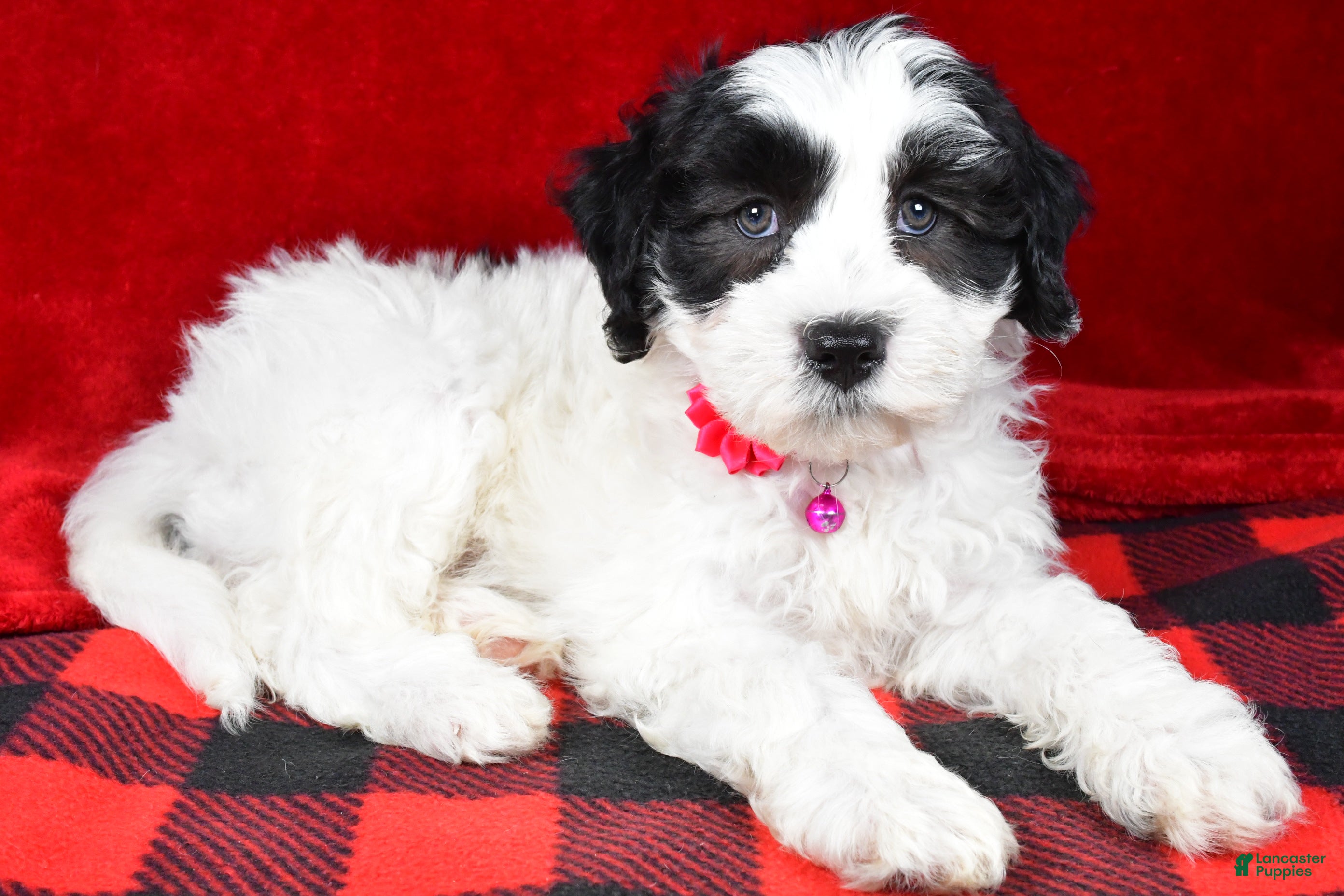 Newfypoo dogs Hailey f one b - Ad 3