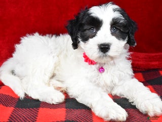 Newfypoo dogs Hailey f one b - Ad 3