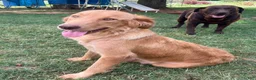 Labrador Retriever dogs for sale: Labrador Retriever 5 - Ad 2