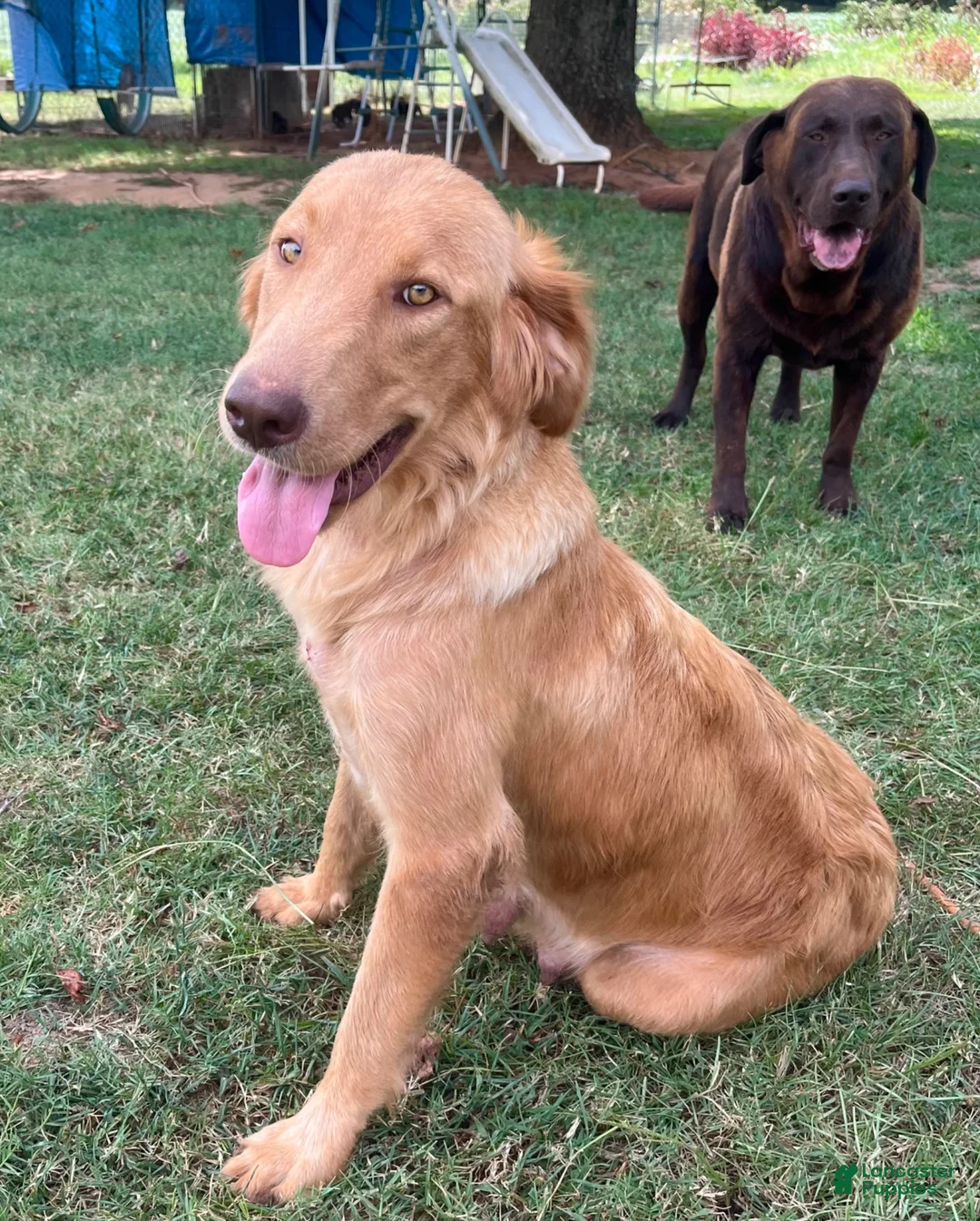 Labrador Retriever dogs for sale: Labrador Retriever 5 - Ad 2
