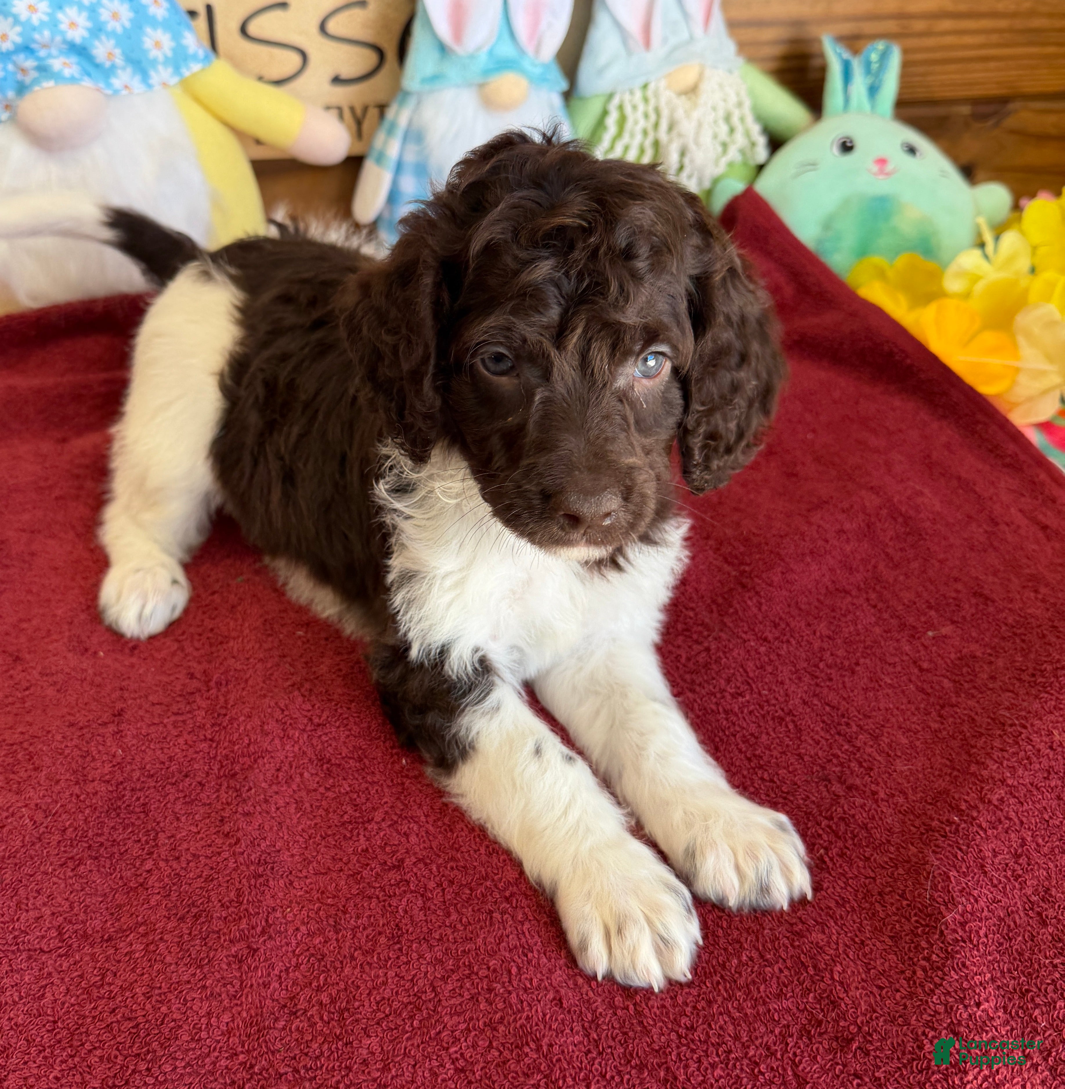 Mini Goldendoodle dogs Maria - Ad 5