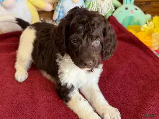 Mini Goldendoodle dogs Maria - Ad 5