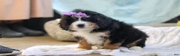 Mini Bernedoodle dogs for sale: Chloe - Ad 5