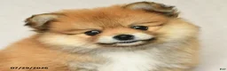 Pomeranian dogs for sale: Bella   - Ad 4
