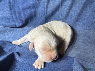 Golden Retriever dogs Ben - AKC, Genetically Clear - Ad 7