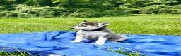 Alaskan Klee Kai dogs for sale: Alaskian ❤️ICA Reg❤️ - Ad 3