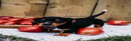 Miniature Dachshund dogs for sale: DNA Clear Black & Tan Piebald Smooth Coat Dachshund Puppy - Ad 10