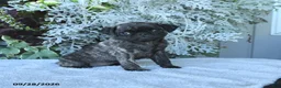Pug dogs for sale: Gemma - Ad 5