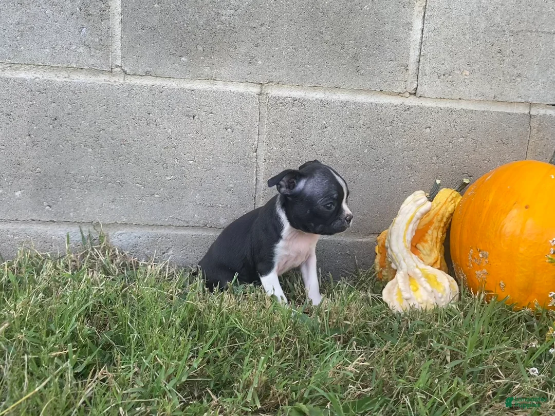 Boston Terrier dogs for sale: Lola - Ad 2