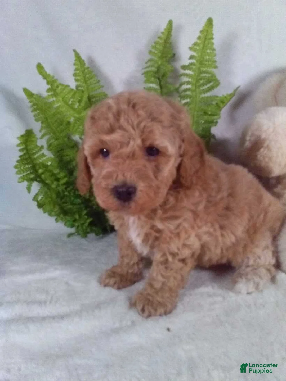 Bichpoo dogs for sale: Jax - Ad 5