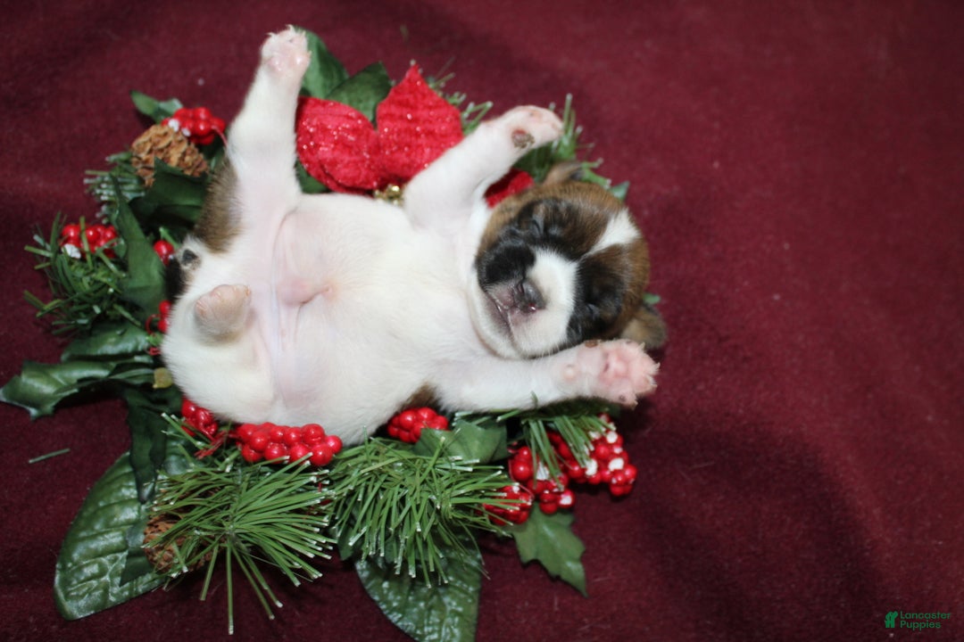 Jack Russell Terrier dogs for sale: Skittles - Ad 10