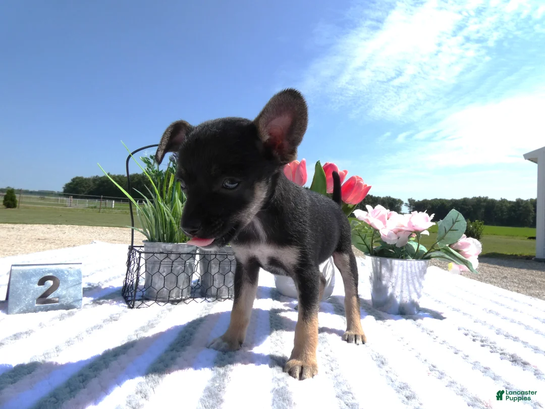 Chihuahua dogs for sale: Chihuahua 2 Marco - Ad 2