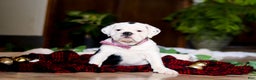 English Bulldog dogs for sale: Gracie - Ad 6