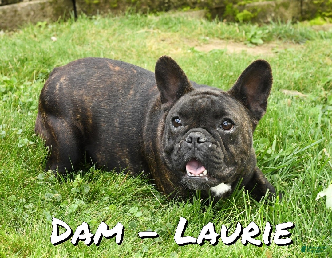 French Bulldog dogs for sale: Jenkins - Ad 10