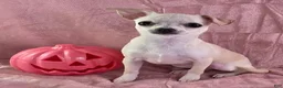 Chihuahua dogs for sale: Nana - Ad 5