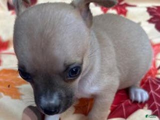 Chihuahua dogs Merlin - Ad 7