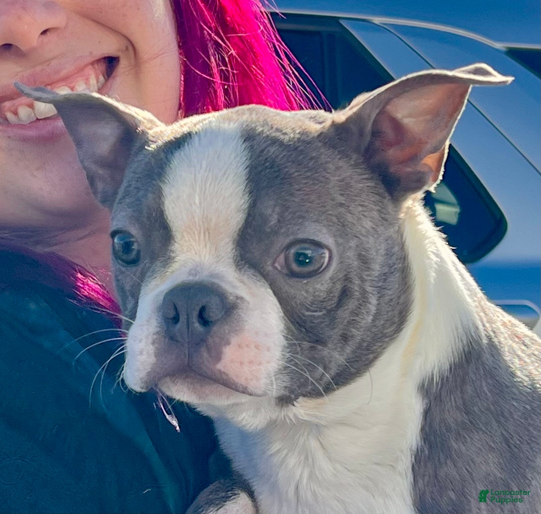 Boston Terrier dogs for sale: Buddy - Ad 4