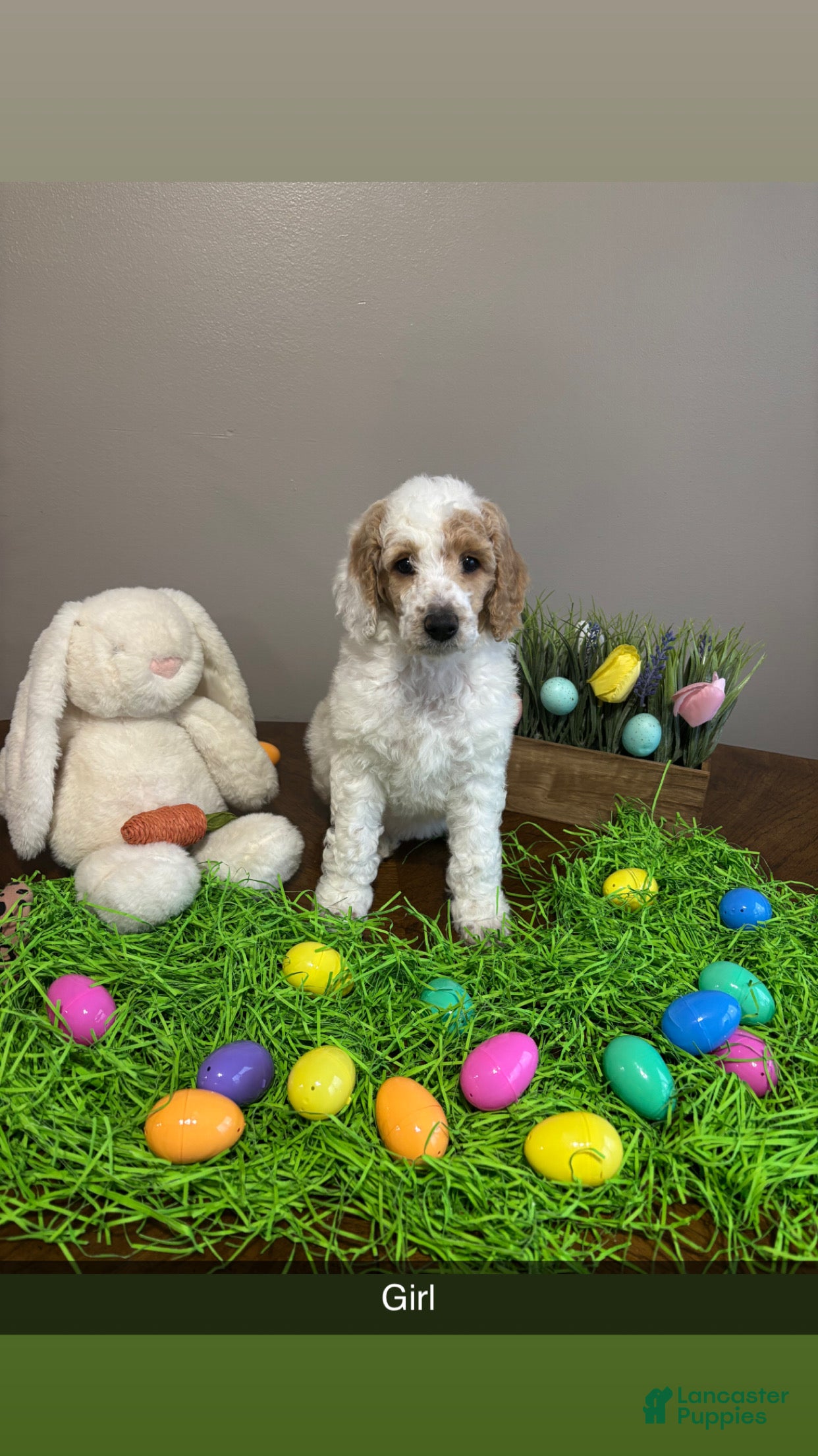 Standard Poodle dogs Ria - Ad 1