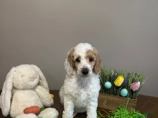 Standard Poodle dogs for sale: Ria - Ad 3