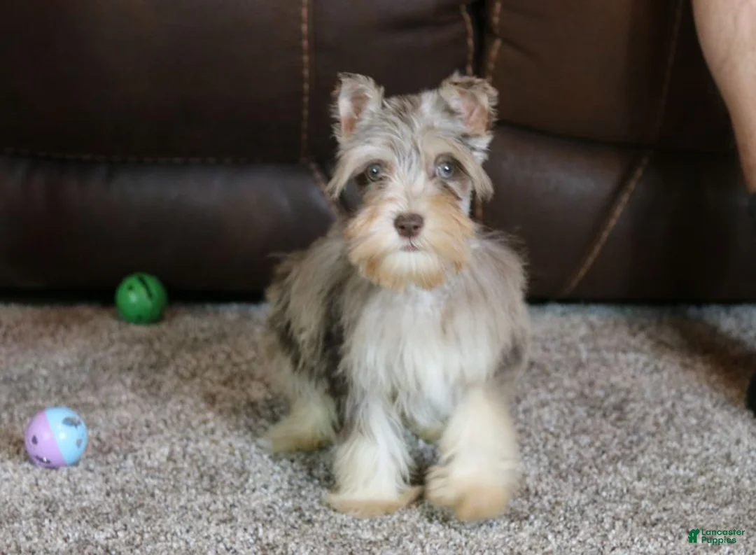 Miniature Schnauzer dogs for sale: Axel - Ad 4