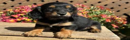 Miniature Dachshund dogs for sale: Toffee - Ad 2