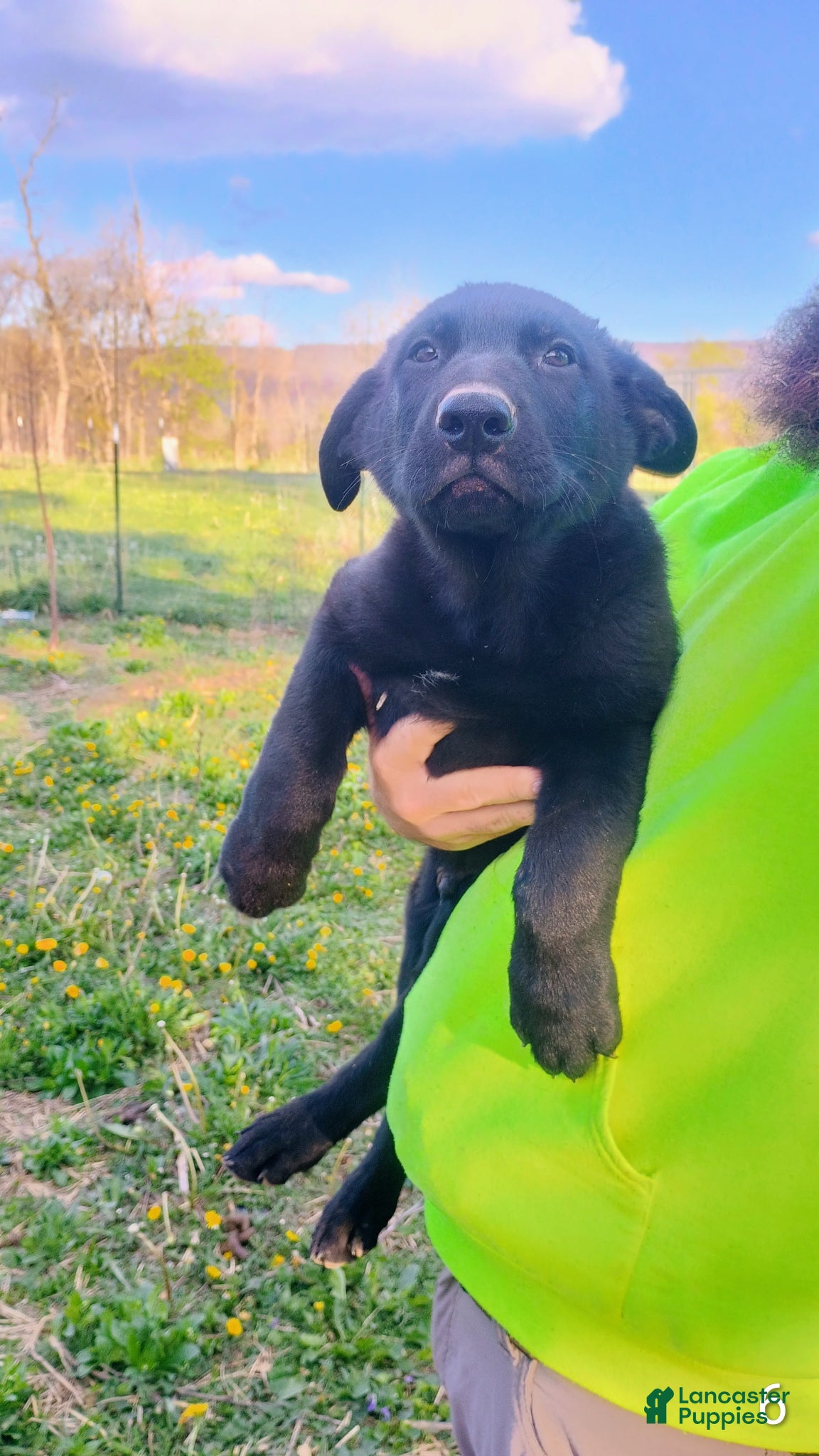 German Shepherd dogs German Shepherd Puppy 7 - Ad 13